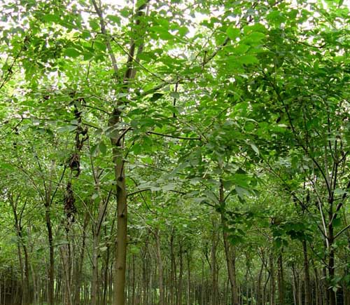 石家庄法桐,河北法桐,藁城法桐,南洼法桐,法桐价格,石家庄绿化公司,河北绿化公司,河北苗木基地,石家庄苗木基地 石家庄法桐,河北法桐,藁城法桐,南洼法桐,法桐价格,石家庄绿化公司,河北绿化公司,河北苗木基地,石家庄苗木基地
