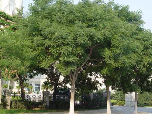 石家庄国槐,河北国槐,藁城国槐,南洼国槐,国槐价格,石家庄绿化公司,河北绿化公司,河北苗木基地,石家庄苗木基地 石家庄国槐,河北国槐,藁城国槐,南洼国槐,国槐价格,石家庄绿化公司,河北绿化公司,河北苗木基地,石家庄苗木基地