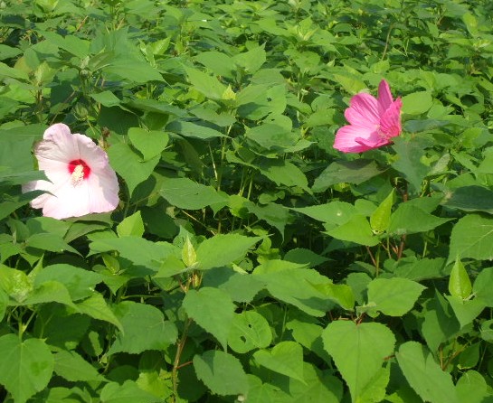 石家庄大花秋葵|河北大花秋葵|大花秋葵价格 石家庄大花秋葵|河北大花秋葵|大花秋葵价格