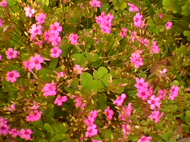 石家庄红花酢浆草,河北红花酢浆草,红花酢浆草价格,石家庄绿化公司,河北绿化公司 石家庄红花酢浆草,河北红花酢浆草,红花酢浆草价格,石家庄绿化公司,河北绿化公司