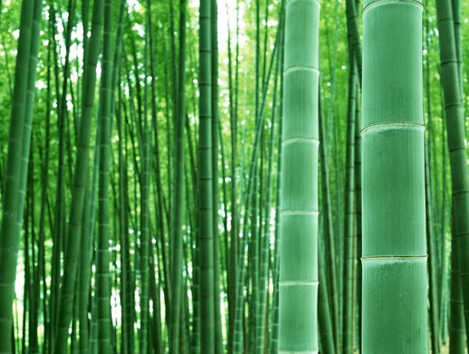 石家庄竹子,河北竹子,竹子价格,石家庄绿化公司,河北绿化公司 石家庄竹子,河北竹子,竹子价格,石家庄绿化公司,河北绿化公司