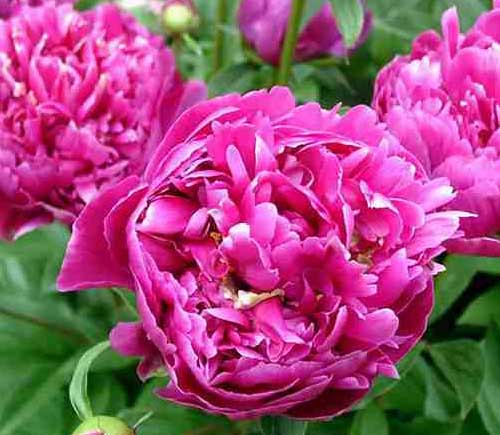 石家庄芍药,河北芍药,芍药价格,石家庄绿化公司,河北绿化公司 石家庄芍药,河北芍药,芍药价格,石家庄绿化公司,河北绿化公司