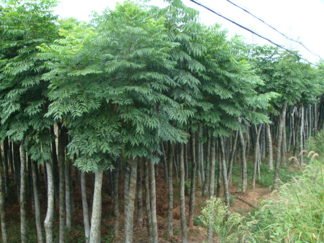 石家庄栾树|河北栾树|栾树基地|栾树价格 石家庄栾树|河北栾树|栾树基地|栾树价格